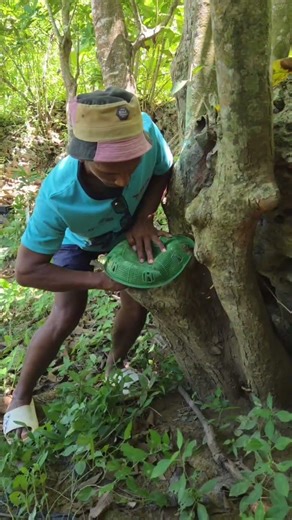 catching unique birds using a net container #vidioshort #nature
