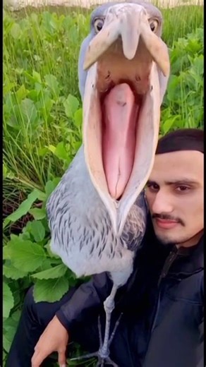 Have You Seen This Close Funny Shoebill! 🦩😂 #shoebill #funny #wildlife #shorts #animal