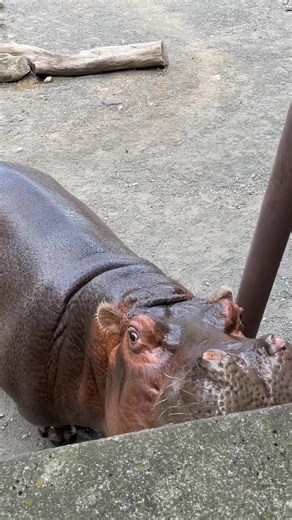 Hippo Eating Watermelon - Final Summer Delight