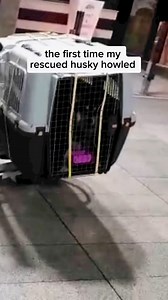 if you ever hear me howling WITH my husky in my videos…now you know why 💕 #husky #huskies #rescuedog | Levi the Husky Rescue