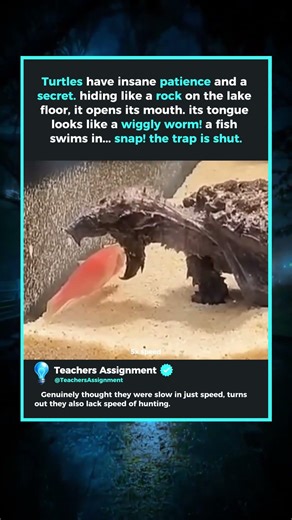 What Turtle Fishing Actually Looks Like