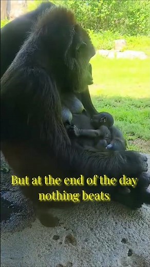 This Baby Chimpanzee Is Too Cute to Handle 🥹🐒❤️