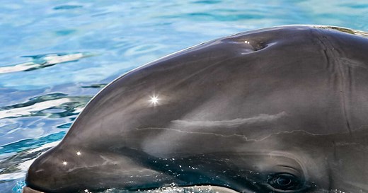 Le wholphin, étonnant hybride mi-dauphin, mi-fausse orque fascine les chercheurs