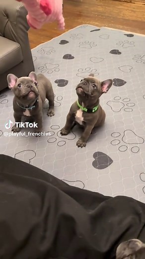 Happy French Bulldog Puppies Playing and Running