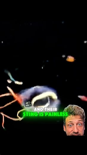 3.1K views · 95 reactions | #Irukandji #Jellyfish It’s Coming for Your Nervous System #fish #ocean | Debate diggest | Facebook