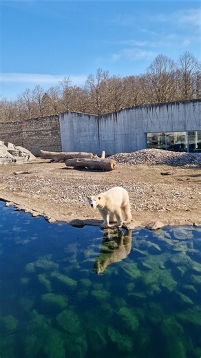 Catching a reflection of greatness at Tallinn Zoo!​#PolarBear #Wildlife #Estonia #AnimalLovers