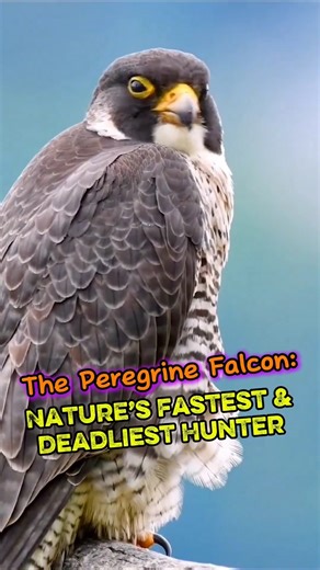 The Peregrine Falcon: Nature’s Fastest and Deadliest Hunter #falcon #falconfacts #falcons #falconry