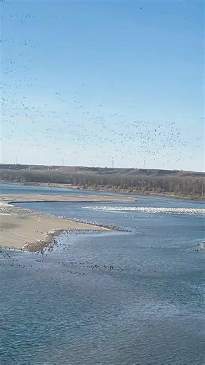 Canadian and Snow geese migration!🪿🎶 #nature #wildlife #geese #canadiangeese