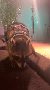 Un equipo único en definitiva. #roadcrew #racoon #animals #primatepunk #tourlife #viralreels | Primate Punk