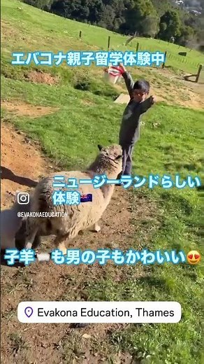 🐑ニュージーランド親子留学の楽しみ方🐑 #海外進学 #ニュージーランド留学 #ホームステイ #現地校 #親子留学 #高校留学 #ニュージーランド #中学生 #海外 #不登校留学