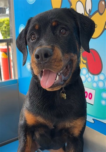 Funny Rottweiler Puppy vs. Blow Dryer Prank