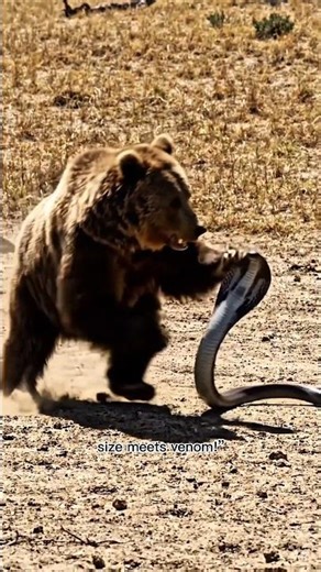 Grizzly Bear vs King Cobra – Strength vs Deadly Venom! 🐻🐍