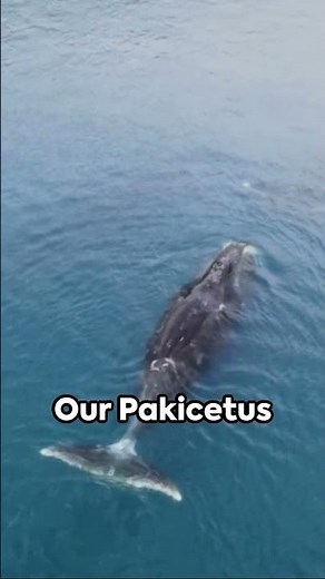 Whale’s evolutionary journey: from sea to land to sea