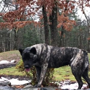 AZORES CATTLE DOG #caofiladesaomiguel Saint Michael Azores Bloodline 🔎 @granite.fila.de.sao.miguel © YouTube Channel :https://m.youtube.com/channel/UCwPVYboqkupL-MmT6zjlJWA?view_as=subscriber #azorescattledog | Dogs In The World
