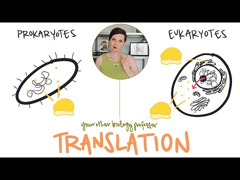 Prokaryotes vs Eukaryotes - Translation Differences!