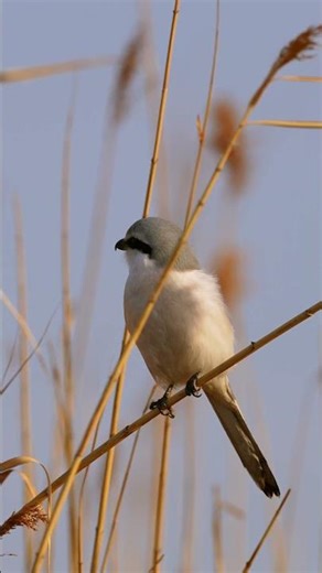 楔尾伯勞 Chinese Grey Shrike #birds #wildlife #nature #birdingparadise #birdwatching #birdphotography