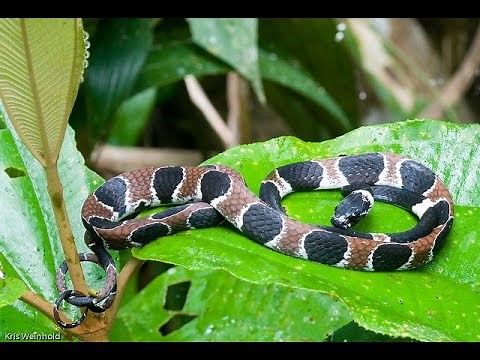 Amazon Snake - Deadliest Animals