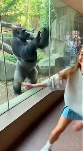 She Flipped… Gorilla FLEXED Back 😂🔥 Epic Jungle Showdown #wildlife #funny #shorts