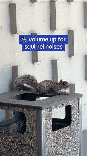 No trending audio, just squirrel noises in case you need them. #squirrels #collegelife #college