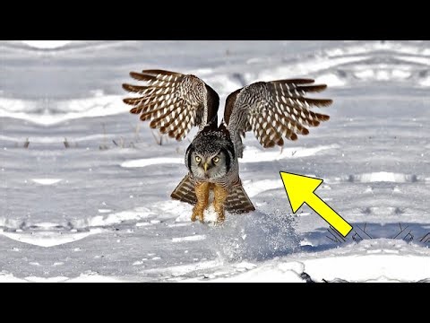 A Predator Like No Other: Meet the Northern Hawk Owl