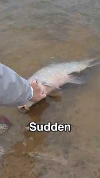 HUGE Fish Washed Up DEAD On Shore So I Did This...