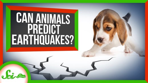 Can animals predict earthquakes?