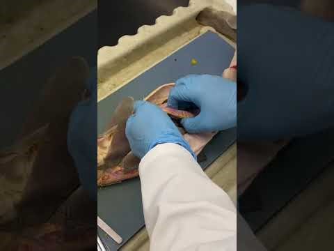 Vertebrate anatomy: Shark 🦈 dissection part 2