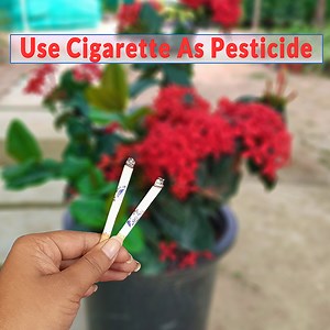 6K views · 204 reactions | Effective pesticide from Cigarattes Gardening Hack: Use Cigarette Buds as Natural Pesticide! | Rana Craft | Facebook