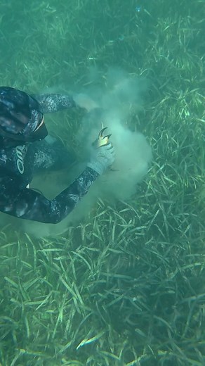 203K views · 2.9K reactions | Catching Stone Crab by hand in Florida! | Pure Spearfishing | Facebook