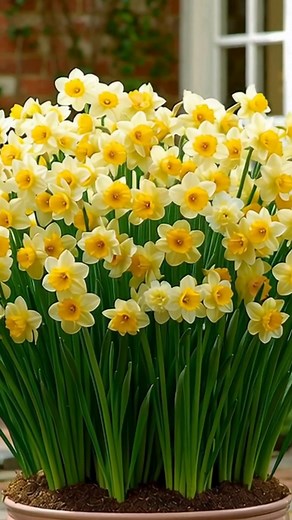 A magnificent daffodil arrangement featuring dozens of cheerful yellow narcissus blooms in full flower.#nature #flowers #gardening #garden #plantslover | Flower Fan