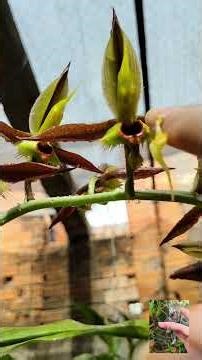 💫A estrutura lança e gruda nos polinizadores se chama polinário (ou polínea) #plantas