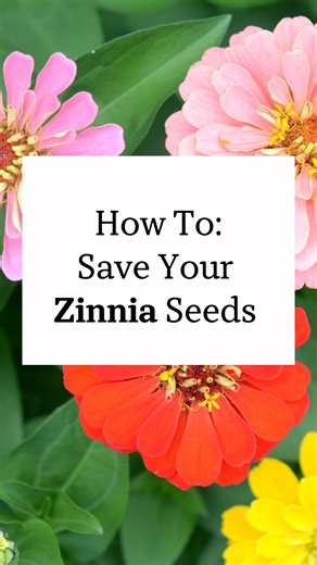 6.4K views · 243 reactions | As summer fades and your zinnia plants...