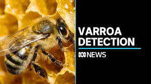 Varroa mites detected in hives in NSW Riverina