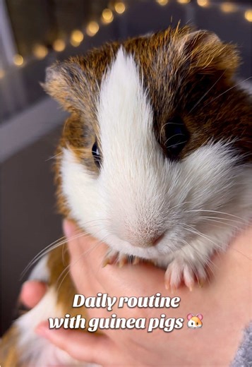 Cleaning and food 🐾🤎 #guineapigs #asmr #dailyroutine #guineapigsetup #cleaningcage