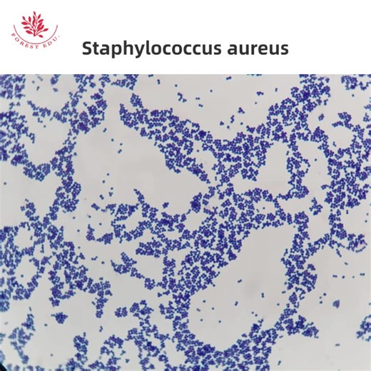 Bacteria Slides Staphylococcus Aureus Gram Stain Good Specimen Biology Study