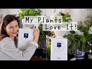 BEST Humidifier for Houseplants! | Levoit Humidifier Review!