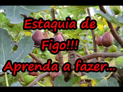 Como Fazer muda de Figo através da estaquia