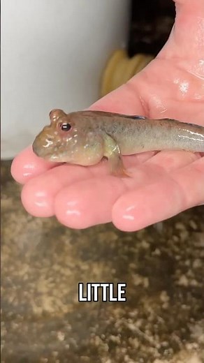 Trapping Fish in an Abandoned Pool... #fish #fishing #rarefish #animals