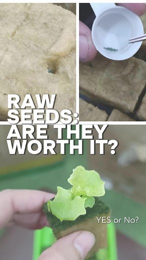 Are Raw Seeds Worth It? Explore the Benefits of Hydroponic Gardening