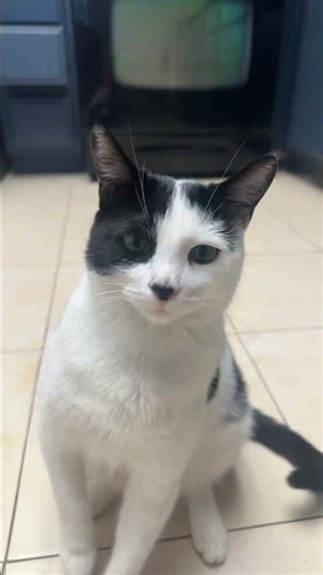 Cute cat #catvideos #cat #catshorts #cutecat #catlife #funny #catvideo #funnyvideo #funnyshorts
