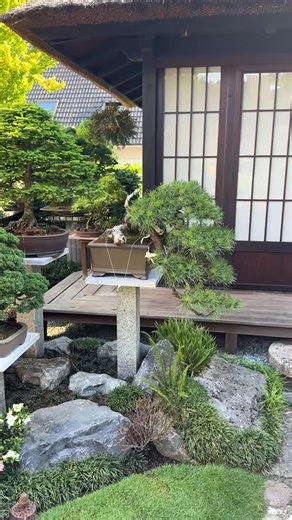 Bonsai Garden Maeter - Nishi -Yama -en Pinus Mugo - Yamadori / Slovenia acquired as a redesigned raw plant in 2020 with Teunis Jan Klein / Deshima Bonsai Studio First design by Rolf Maeter October 2023 since March 2023 planted Pinus Mugo - Yamadori / Slovenia Purchaedia Purchaedia Purchaedia. In 2020 at Teunis Jan Klein / Deshima Bonsai Studio First Design by Rolf Maeter October 2021 Planted in Bonsai Pot Sion March 2023 🇯🇵 | #bonsaiart #bonsailife #daibokai #bon #bonsai | daibokai art