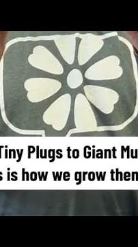 🌱From Tiny Plugs to Giant Mums: This is how we grow them