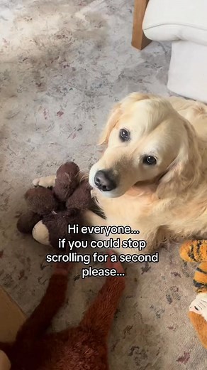 4.9K views · 88 reactions | Please stop scrolling and help us spread a little joy to dogs less fortunate #goldenretriever #payoffdebt #payingoffdebt #dogtok #goldenretrieverlif #followers #fbreelsfypシ゚viral #foryou #fbreel #reels #reel2024 #fbreels2024 | Elton GoldenRetriever | Facebook