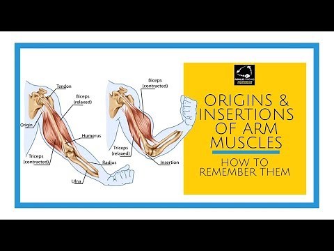 Origins and insertions of the arm muscles