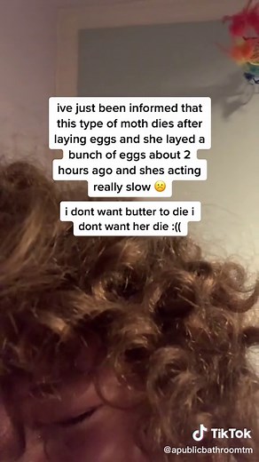 Understanding Signs of a Dying Moth | How to Tell if a Moth is Dying