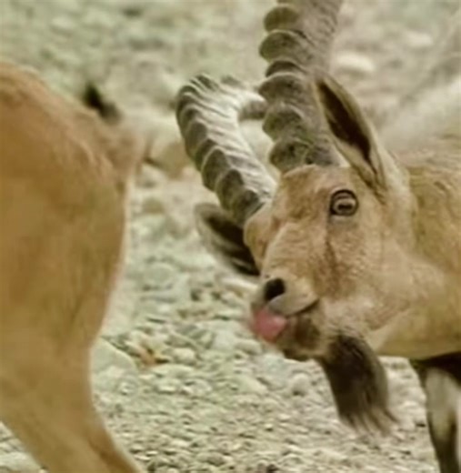 #animaux #animauxdrole #animauxrigolos #humour #drole #bestvideo #pourtoi