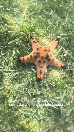 Philippine Treasures: Chocolate Chip Starfish #chocolatchipstarfish #starfish #hornedseastar