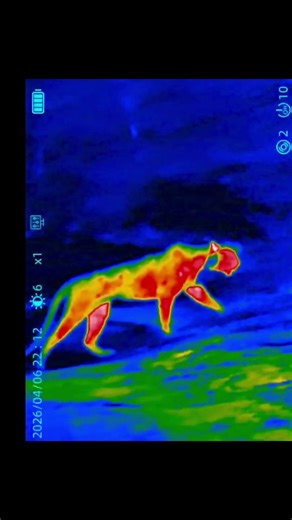 Leopard recorded in night vision mode #wildlife #leopard