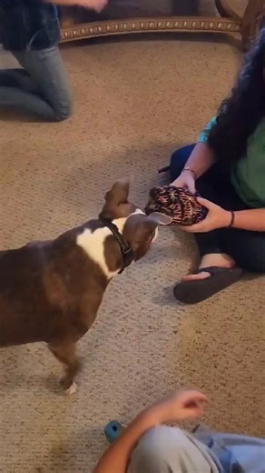 A Dog that opens her own Christmas Presents! That wrapping paper deserves to be shredded though mom lol!!! | Cassie Smith Lewis