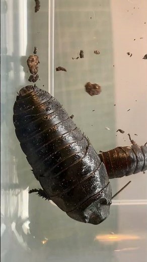 one of the biggest cockroaches in the world… 100 subscribers and it's going to my FACE?!